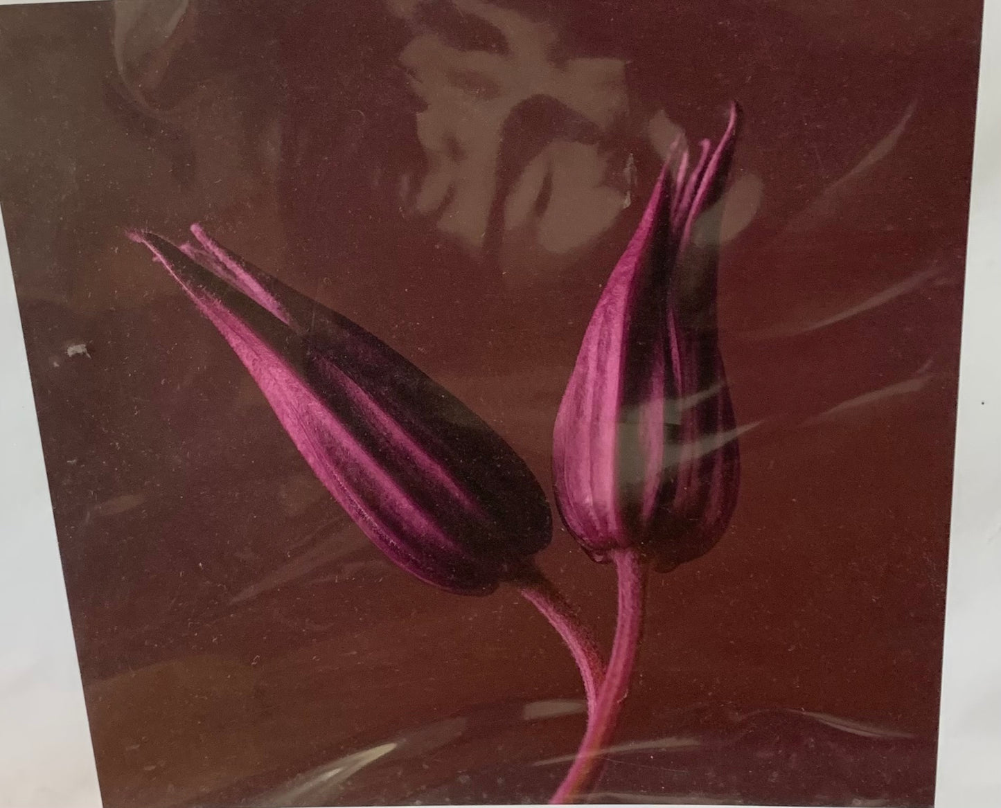 Vintage Purple Lily Ikea prints in packaging