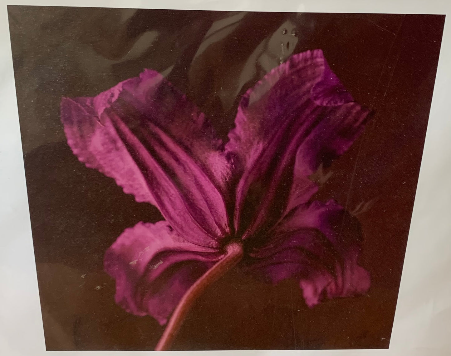 Vintage Purple Lily Ikea prints in packaging